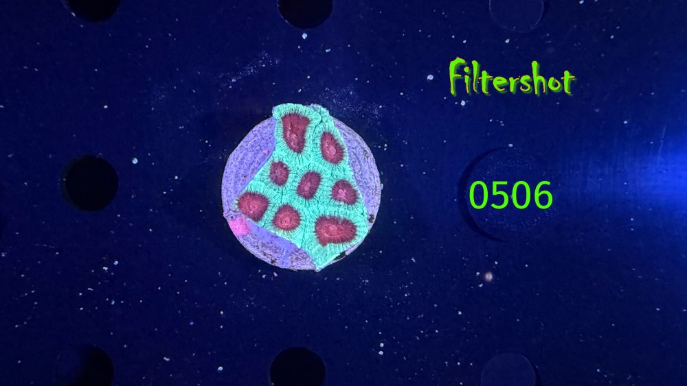 Favia sp. - Hirnkoralle 0506