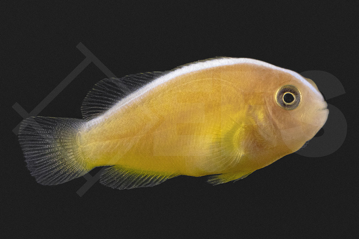 Amphiprion sandaracinos - Oranger Anemonenfisch NZ