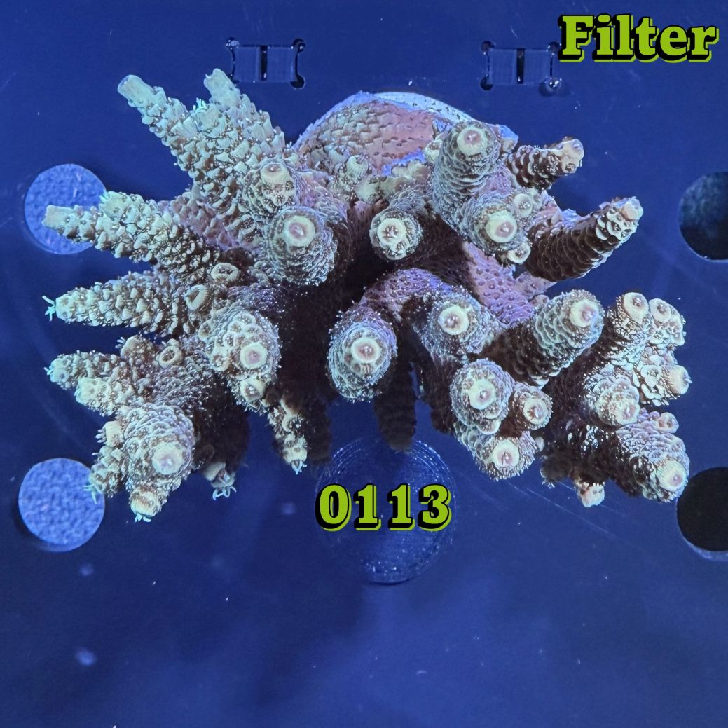Acropora sp. WYSIWYG 0113