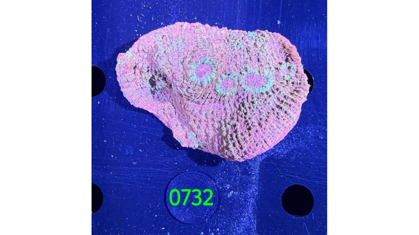 Echinophyllia/Chalice WYSIWYG 0732