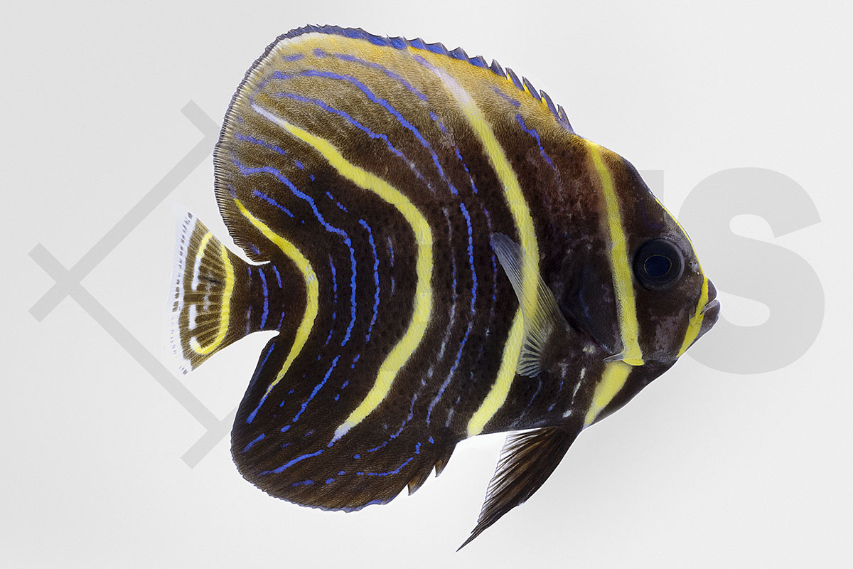 Pomacanthus zonipectus - Cortez Kaiserfisch juvenil