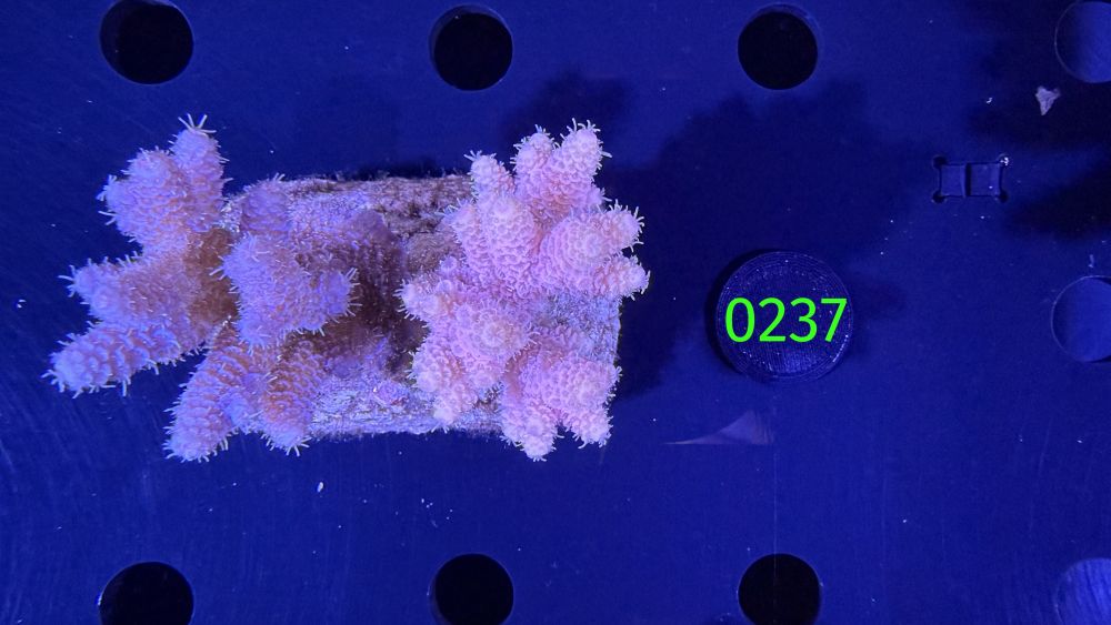 Acropora sp. WYSIWYG 0237