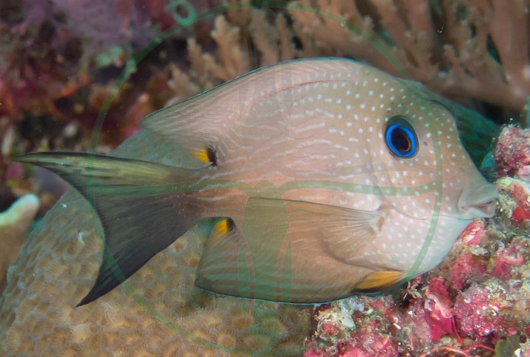 Ctenochaetus binotatus - Blauaugen Borstenzahn Doktorfisch