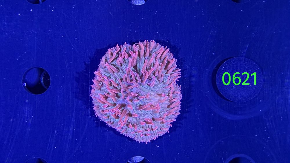 Fungia sp. WYSIWYG 0621