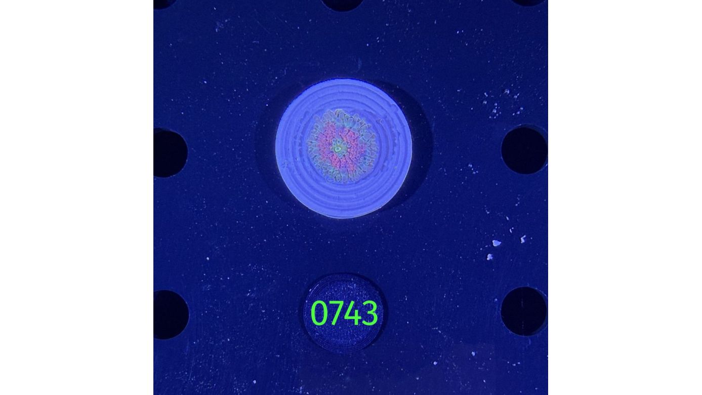 Ricordea sp. WYSIWYG 0743