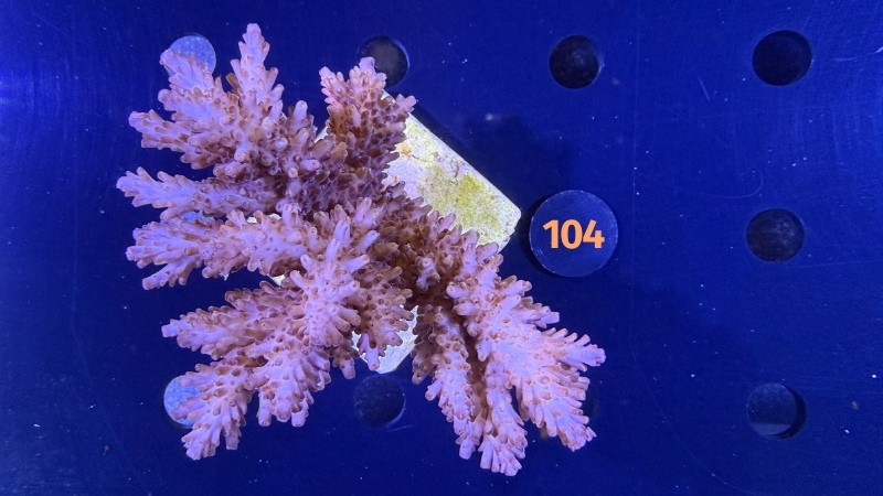 Acropora sp. WYSIWYG 0104