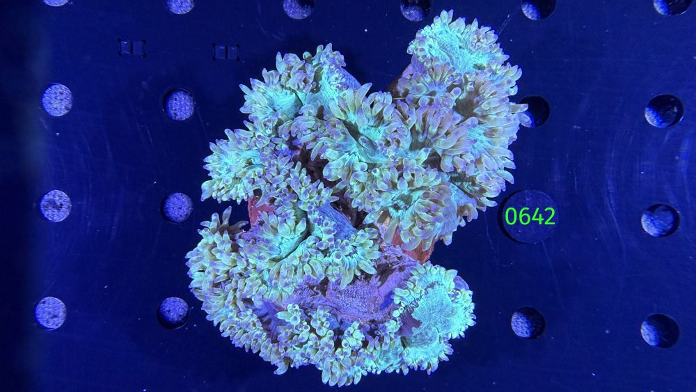 Catalaphyllia jardinei WYSIWYG 0642