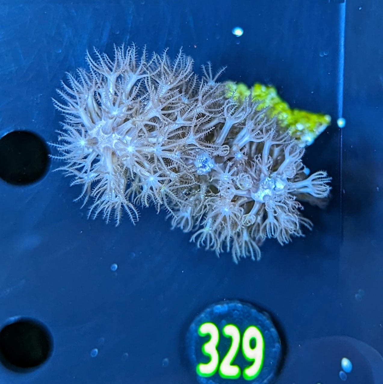 Gorgonie sp. 0329