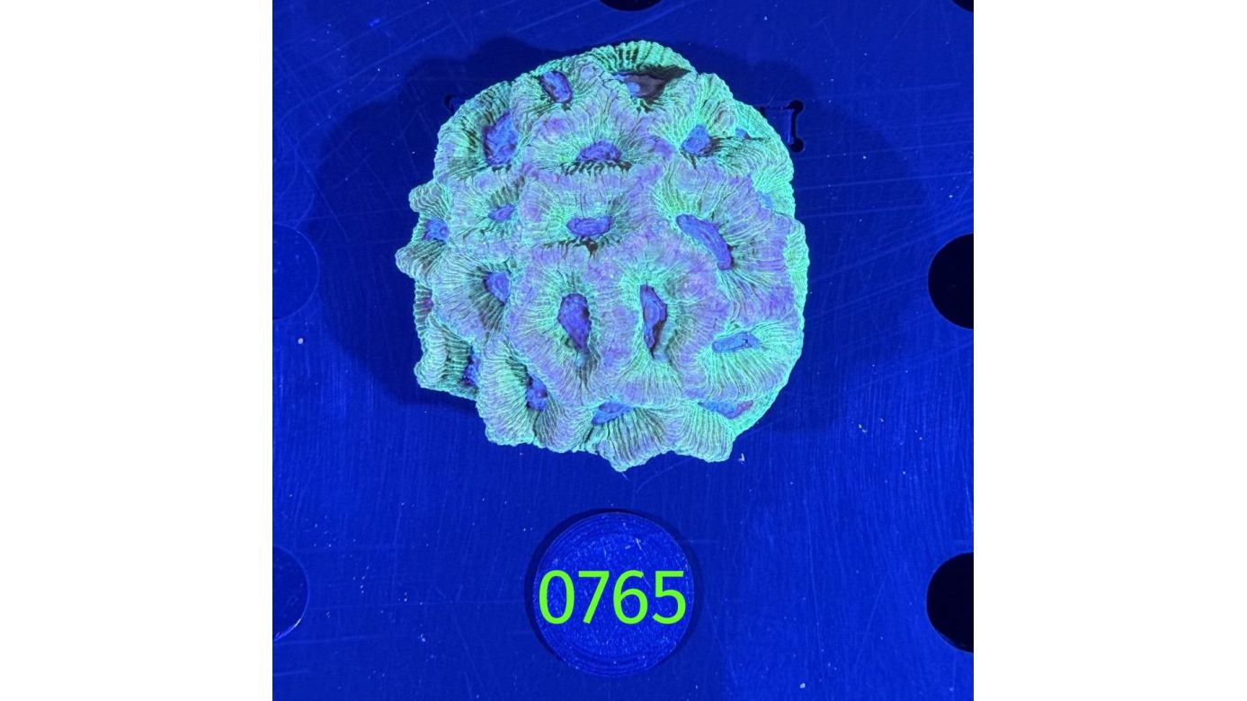 Goniastrea sp. WYSIWYG 0765