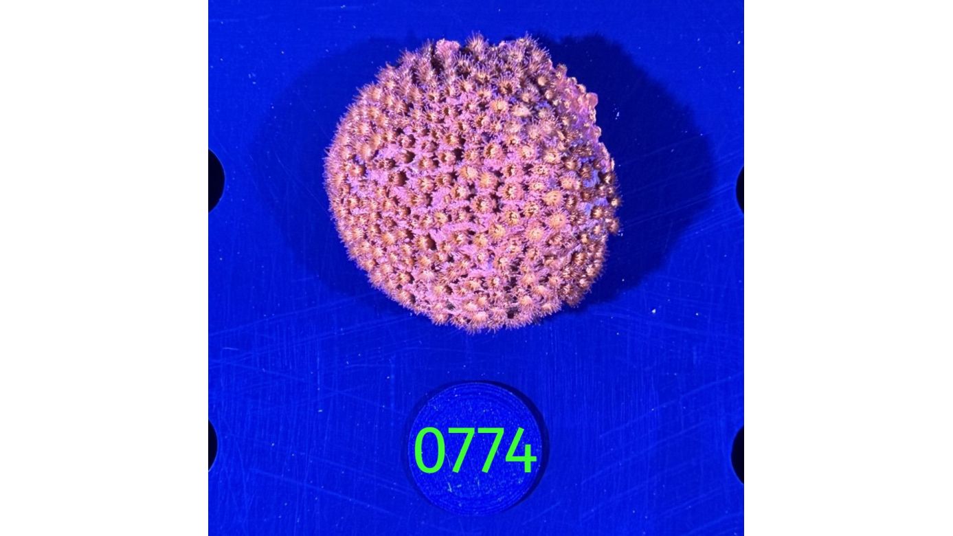 Cyphastrea sp. WYSIWYG 0774