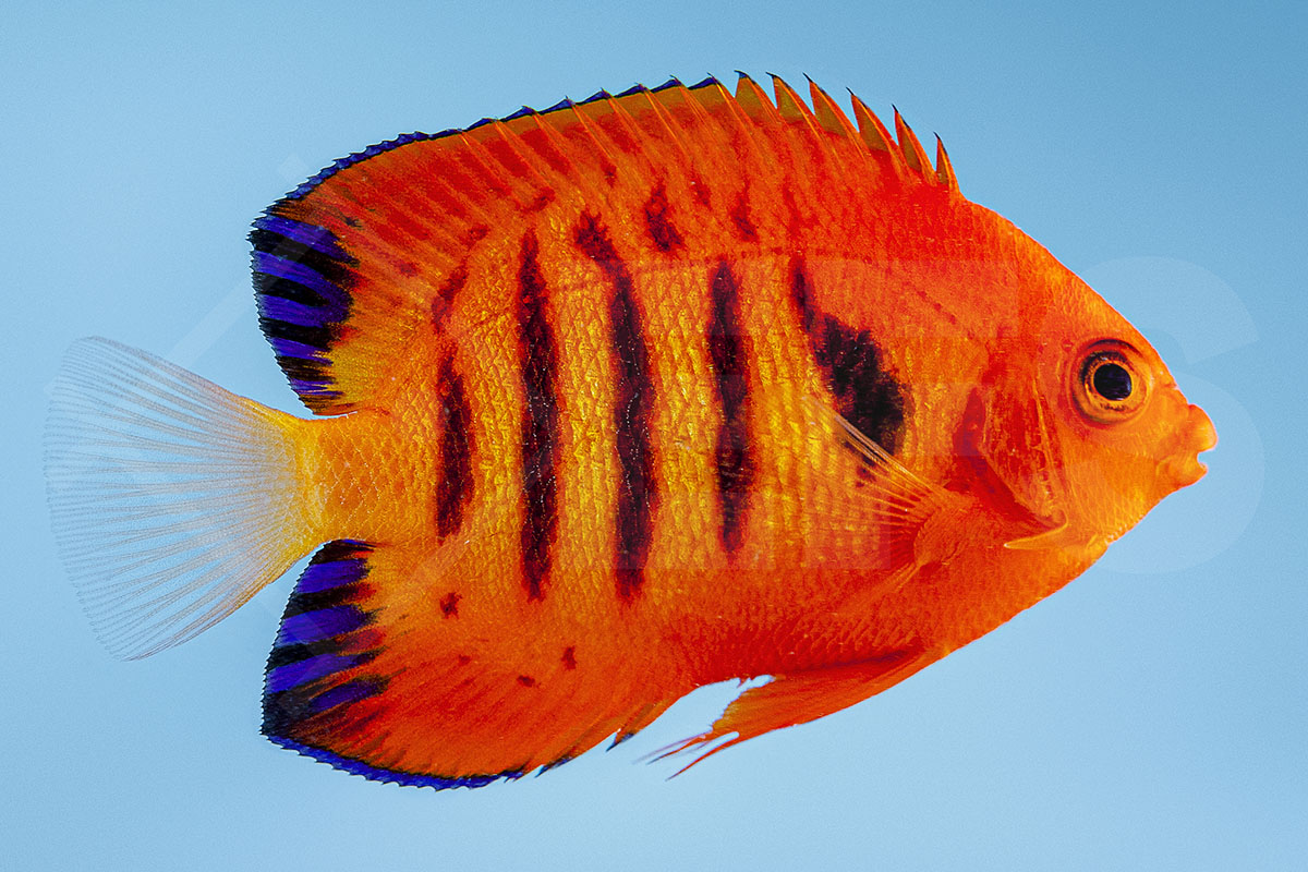 Centropyge loricula PÄRCHEN - Flammen Zwergkaiserfisch