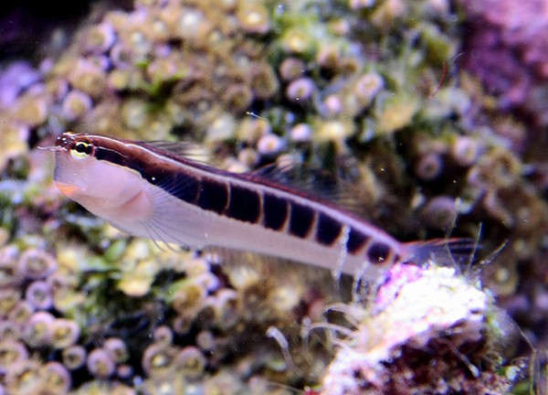 Ecsenius Lineatus - Gestreifter Schleimfisch