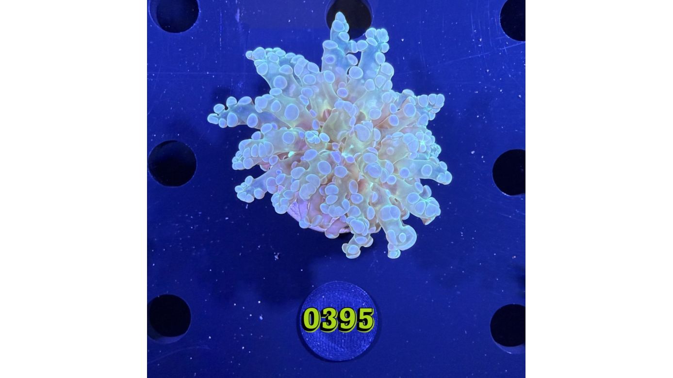 Euphyllia paradivisa - Froschlaichkoralle grün 0395