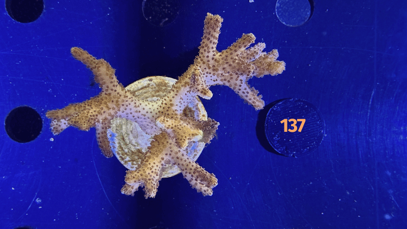 Seriatopora sp. WYSIWYG 0137
