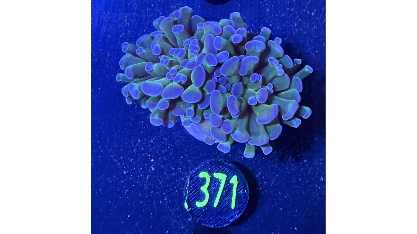 Euphyllia paraancora multicolor 0371