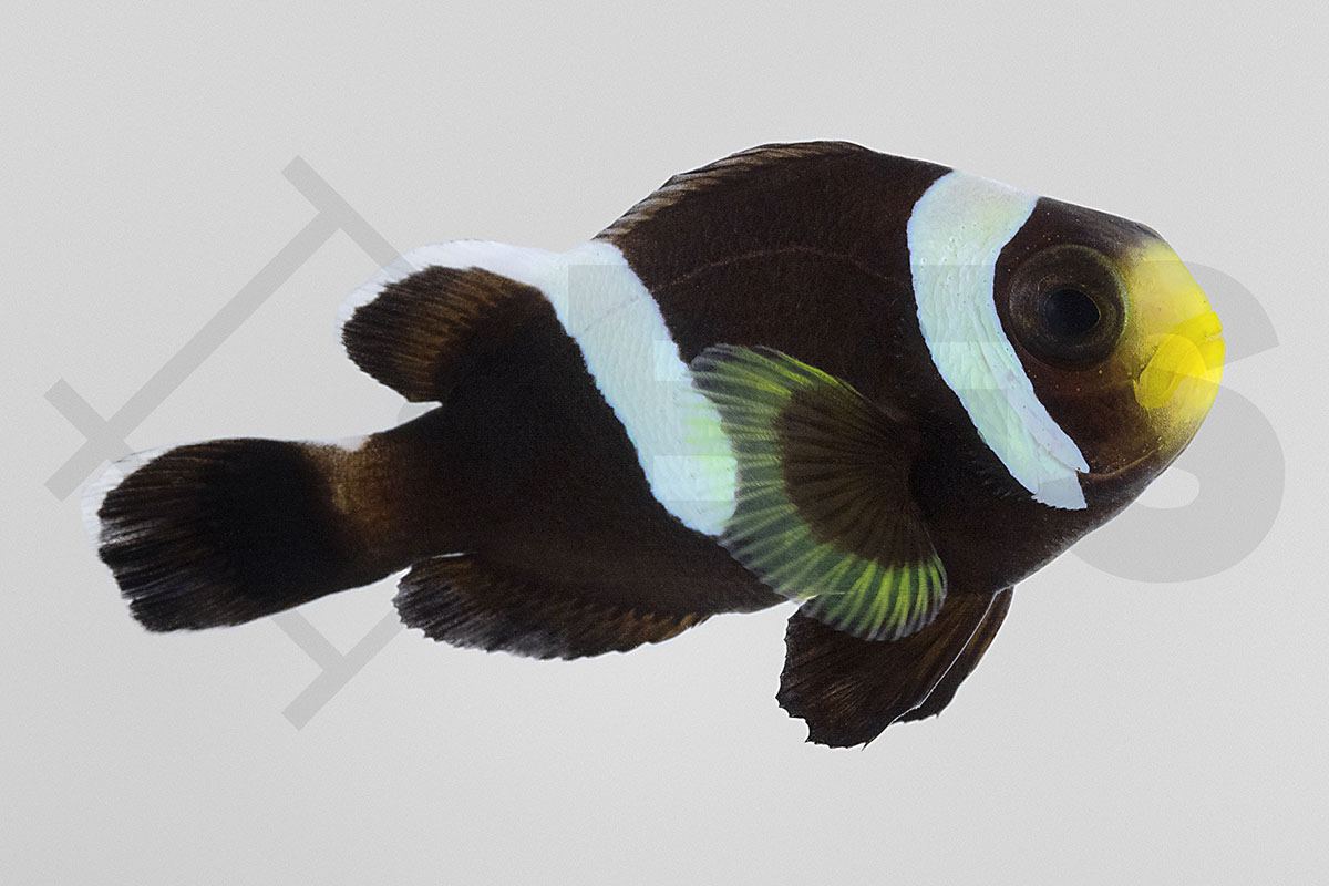 Amphiprion polymnus - Sattelfleck-Anemonenfisch "Black" NZ