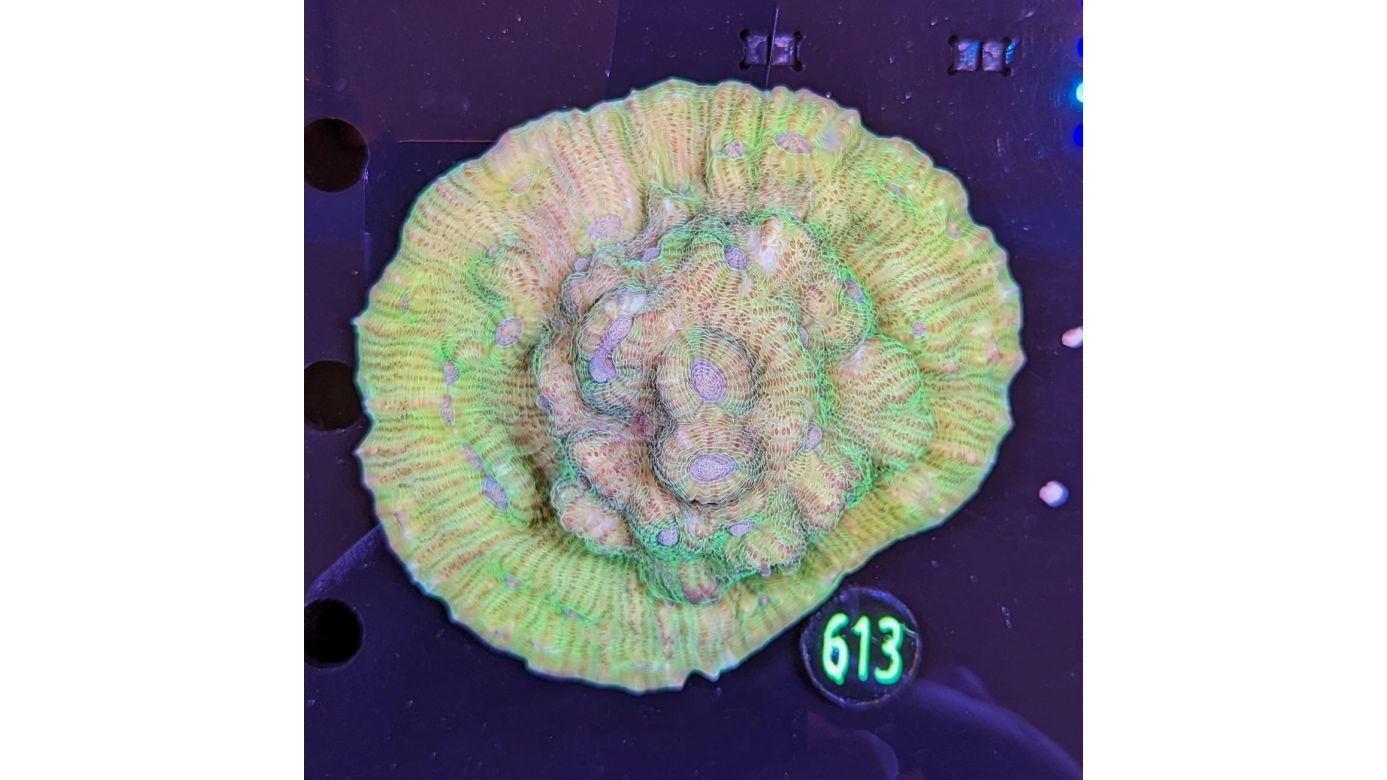 Echinophyllia Chalice Sp. Grün Ultra WYSIWYG 0613