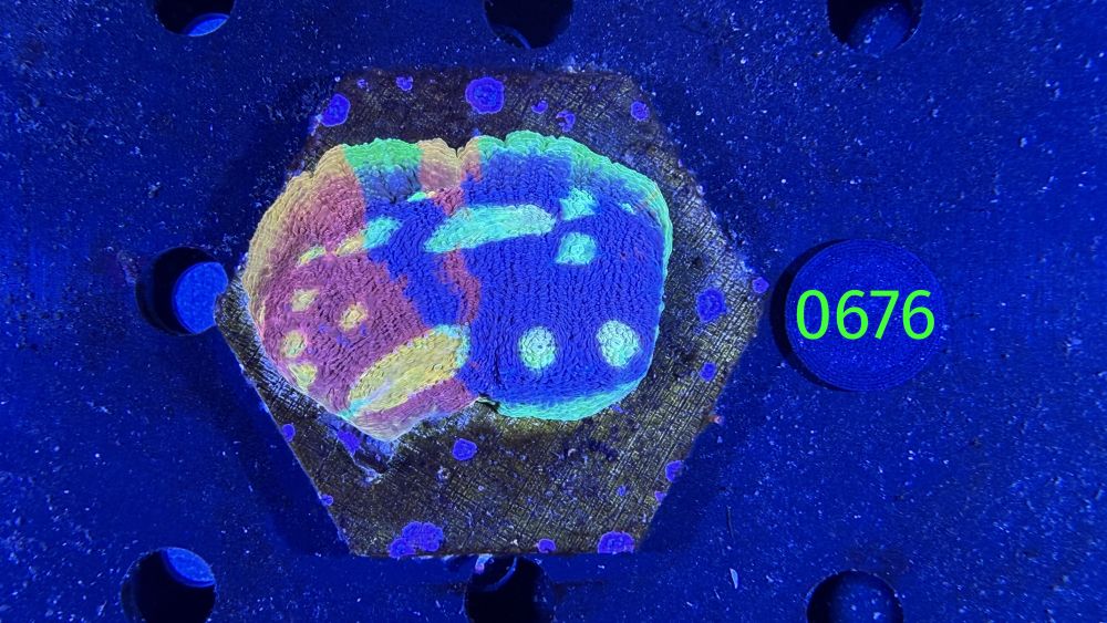 Echinophyllia/Chalice 'Flaming Bugatti' WYSIWYG 0676