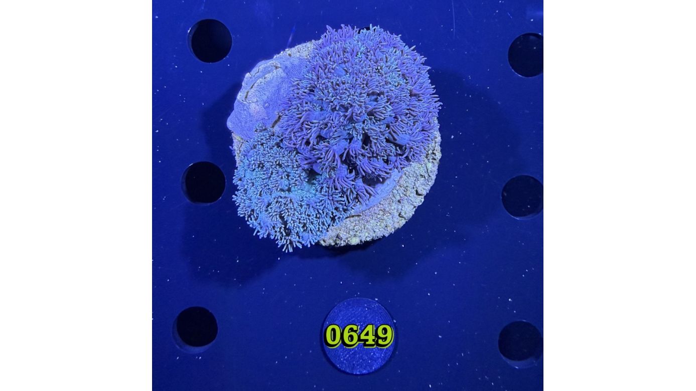 Goniopora sp. WYSIWYG 0649