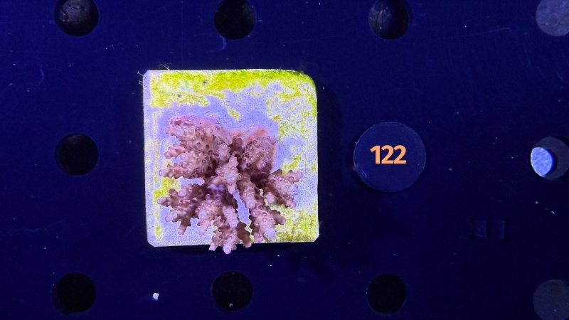 Acropora sp. WYSIWYG 0122