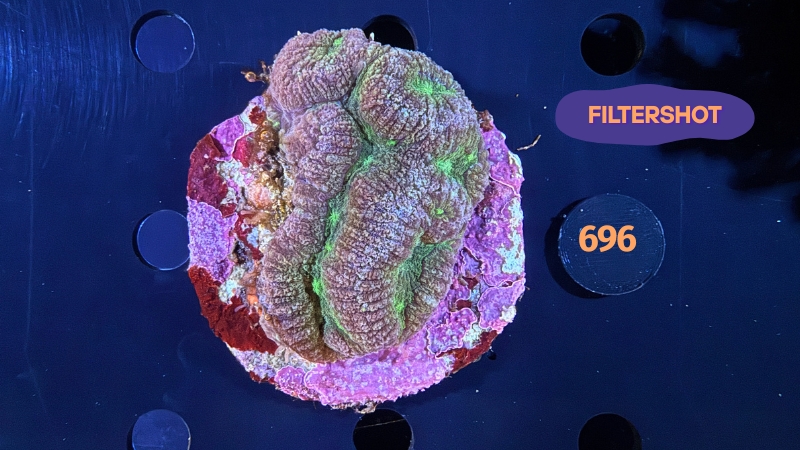 Lobophyllia sp. WYSIWYG 0696