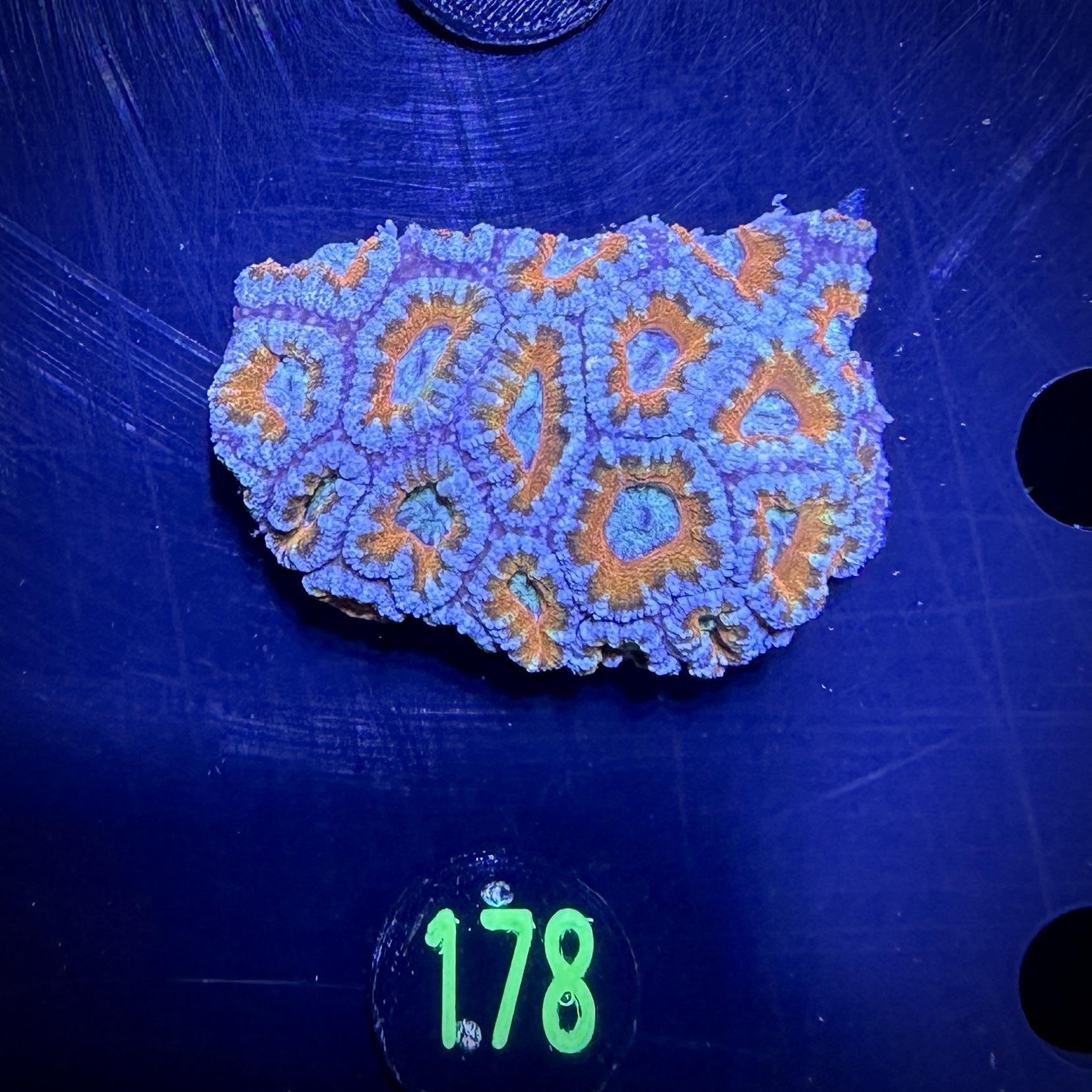 Acanthastrea lordhowensis -Ausi- 0178