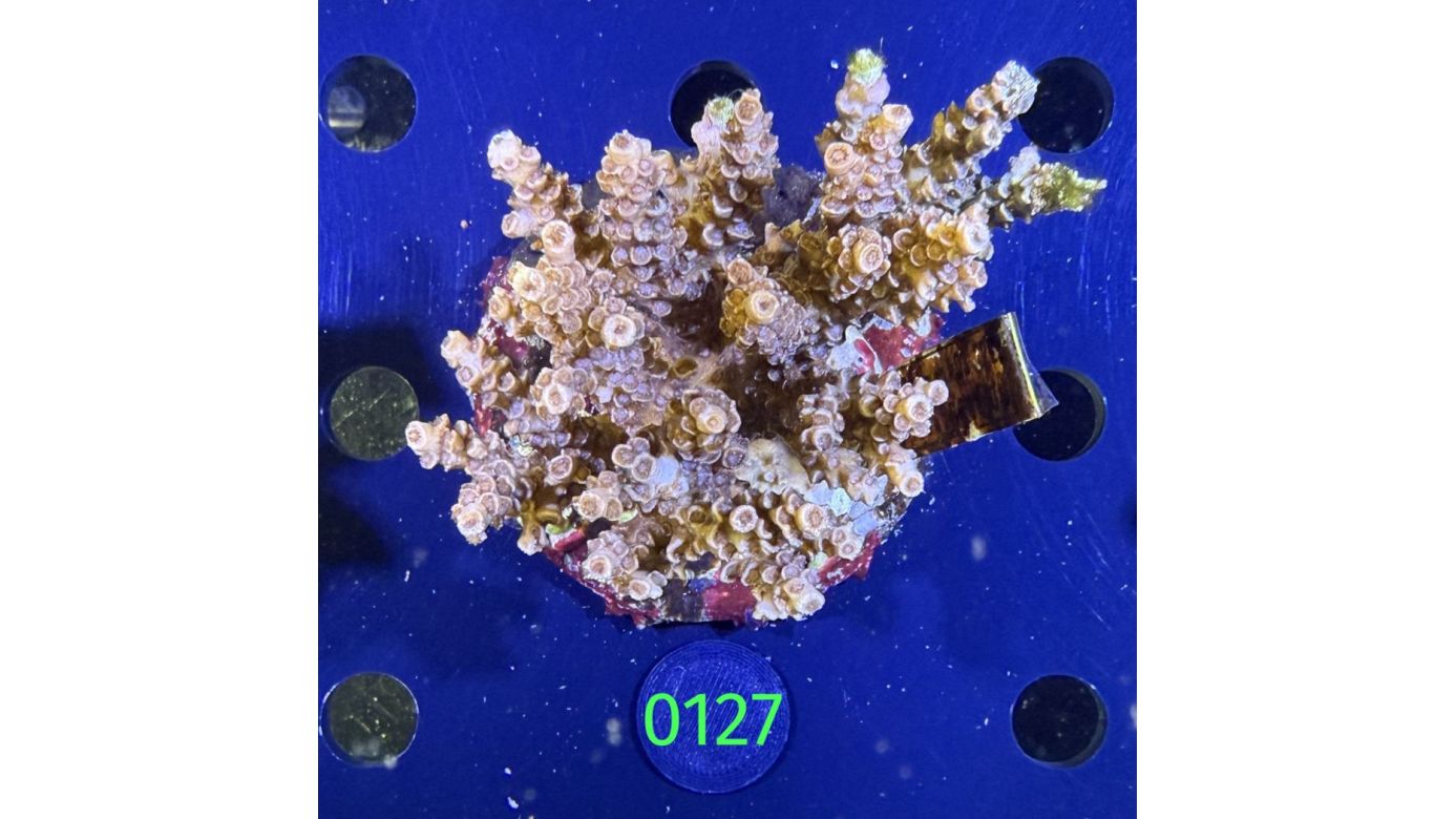 Acropora sp. WYSIWYG 0127