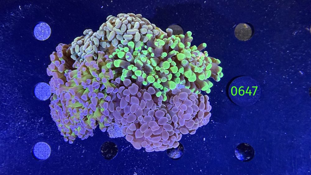 Euphyllia paraancora Kolonie WYSIWYG 0647