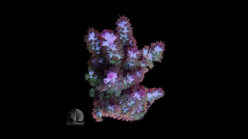 SciReef Acropora kenti TWIN MAXX Grade 1 0290