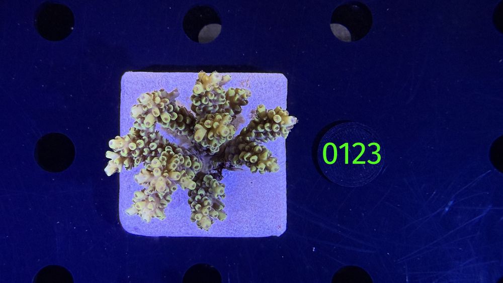 Acropora sp. WYSIWYG 0123