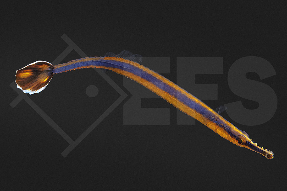 Doryrhamphus excisus - Blaustreifen Seenadel