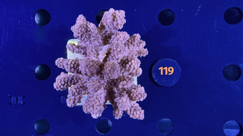 Acropora sp. WYSIWYG 0119