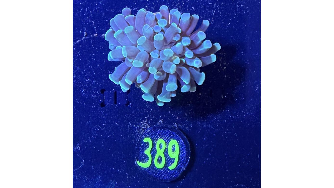 Euphyllia paraancora 1 Kopf "türkis" 0389