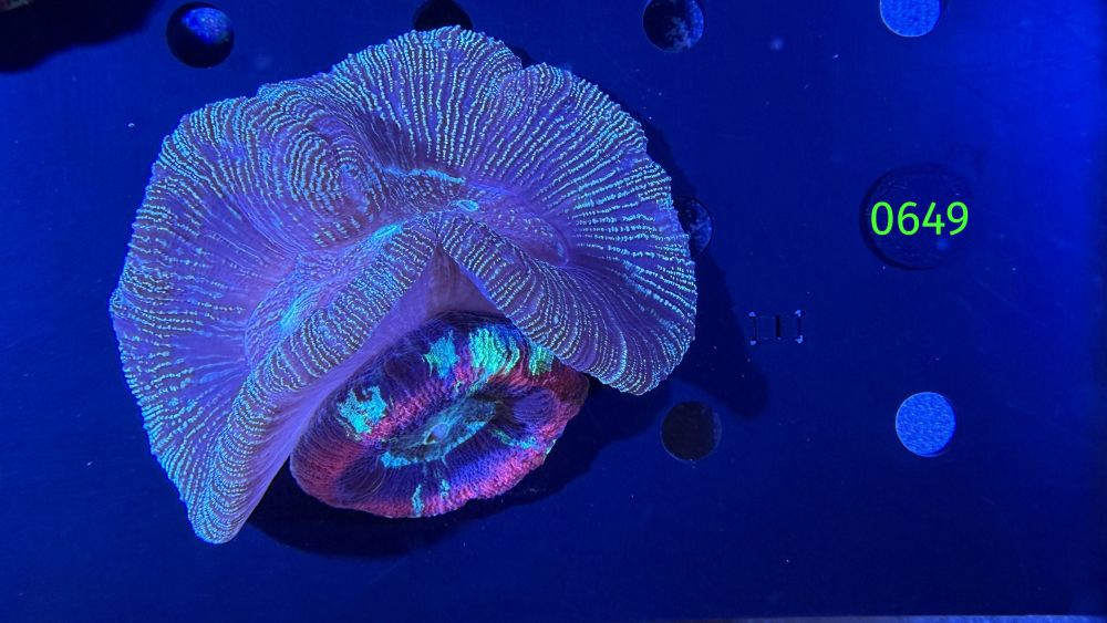 Trachyphyllia geoffroyi WYSIWYG 0649