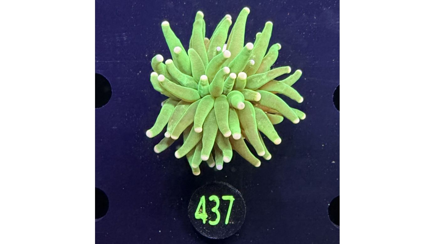 Euphyllia glabrescens - Fackelkoralle Torch "She Hulk" 0437