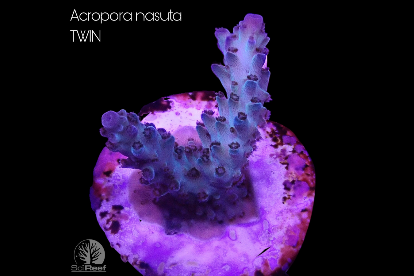 SciReef Acropora nasuta TWIN 0294