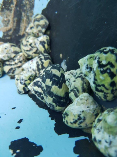 Cittarium pica - Zebra Turboschnecke