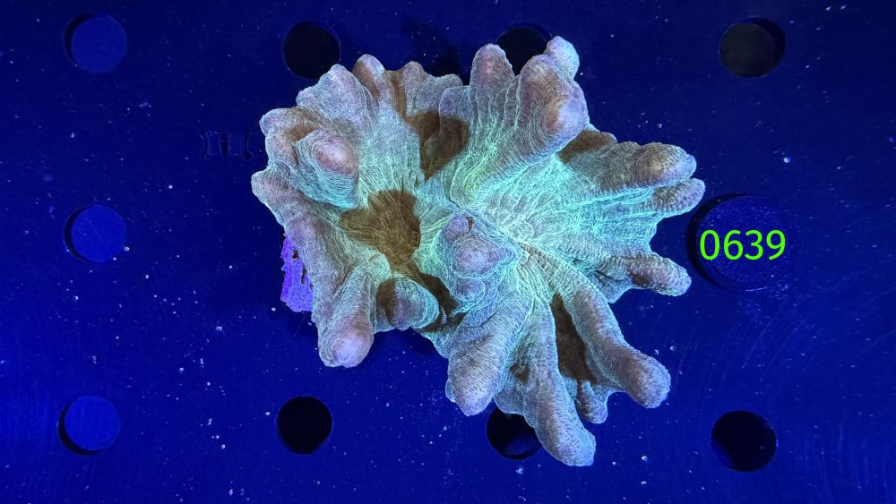 Pectinia sp. WYSIWYG 0639