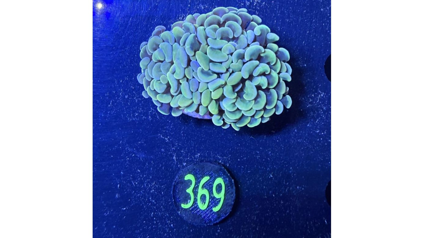 Euphyllia paraancora 2 Kopf "gold" 0369