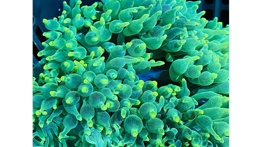 Entacmaea quadricolor - Blasenanemone grün Nachzucht