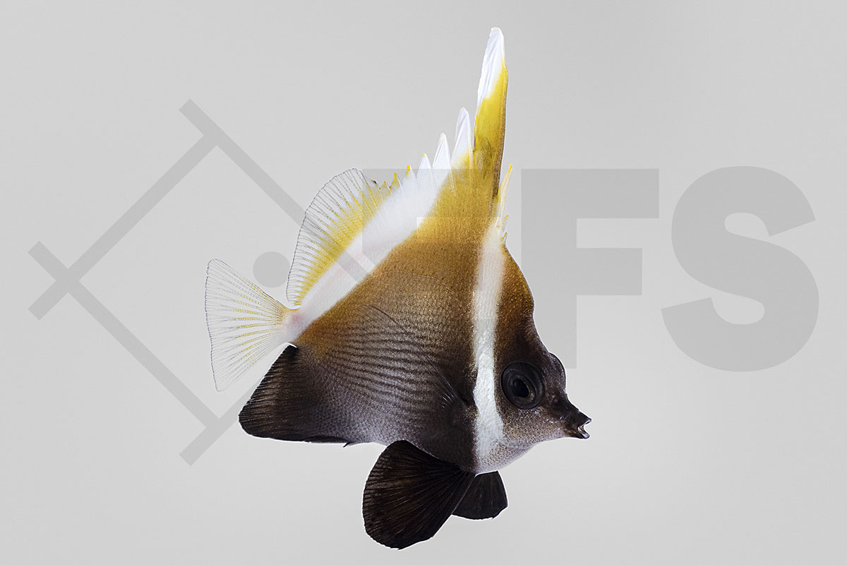 Heniochus varius - Schwarzer Wimpelfisch