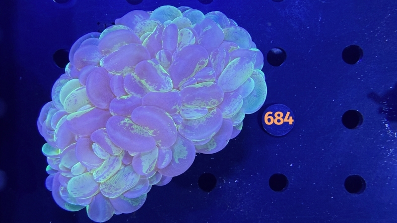Plerogyra sinuosa - Blasenkoralle WYSIWYG 0684