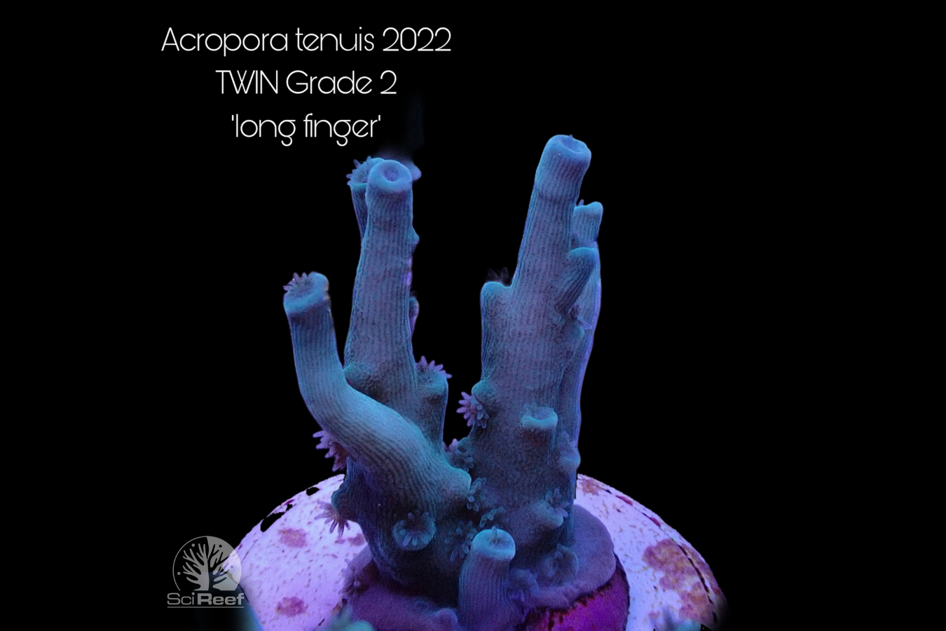 SciReef Acropora tenuis TWIN Grade 2 "long finger" 0293
