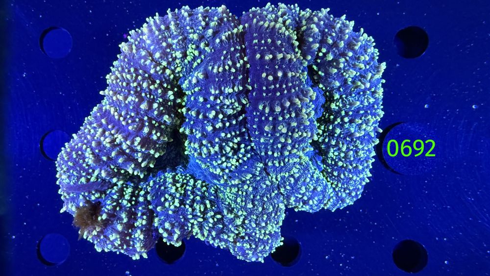Lobophyllia sp. WYSIWYG 0692