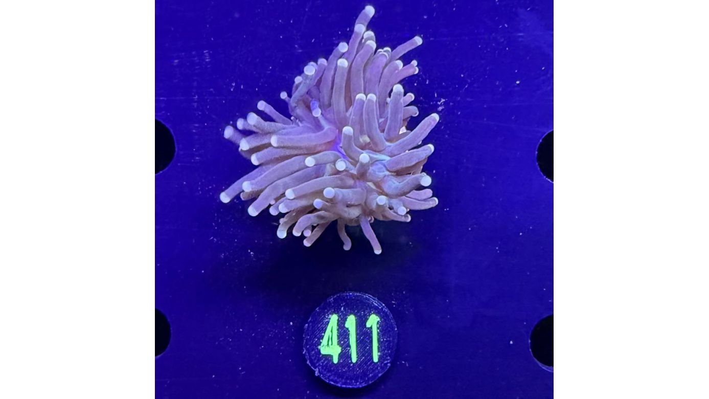 Euphyllia glabrescens - Fackelkoralle Torch 0411