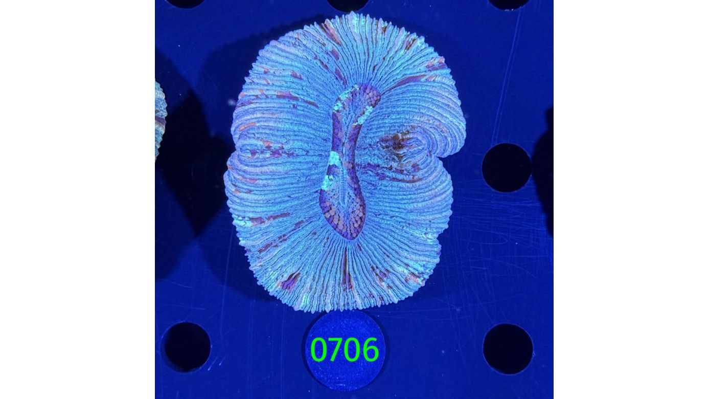 Trachyphyllia geoffroyi WYSIWYG 0706