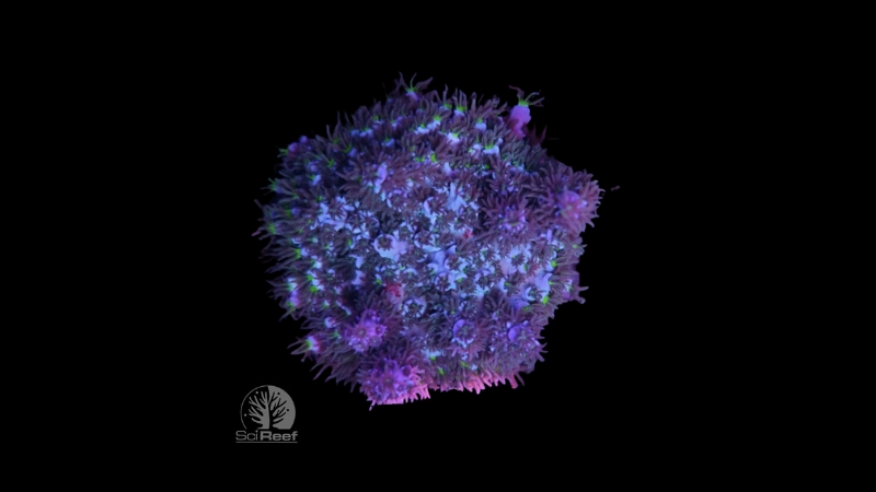 SciReef Acropora kenti TWIN MAXX Grade 2 0291