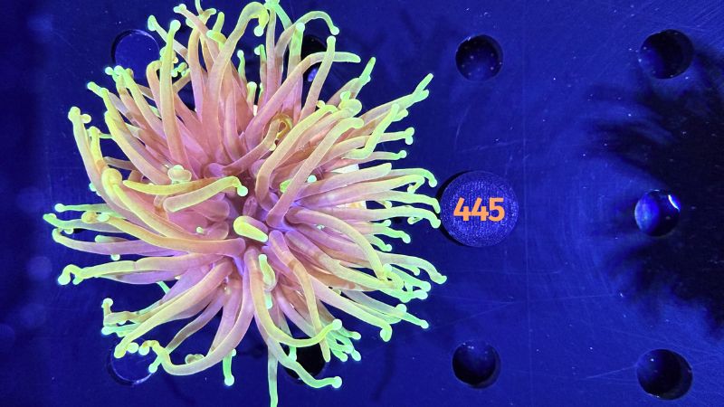 Euphyllia glabrescens - Fackelkoralle Torch 0445