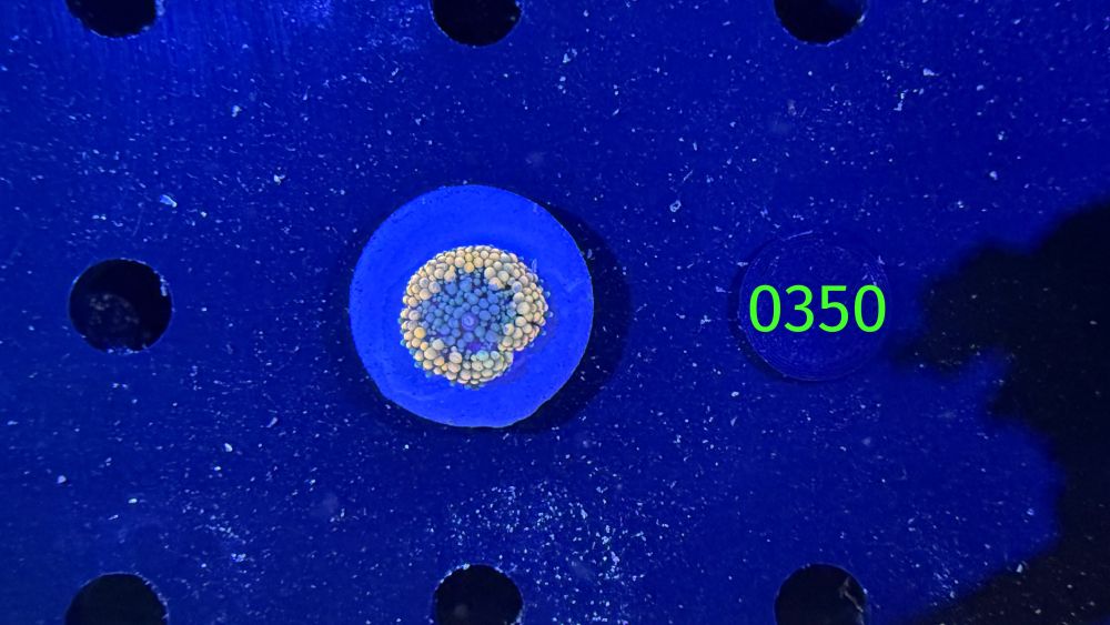 Ricordea Florida - Scheibenanemone multicolor PlanktonPlus Nachzucht 0350