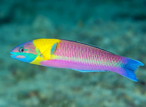 Thalassoma lucasanum - Cortez Regenbogen Lippfisch